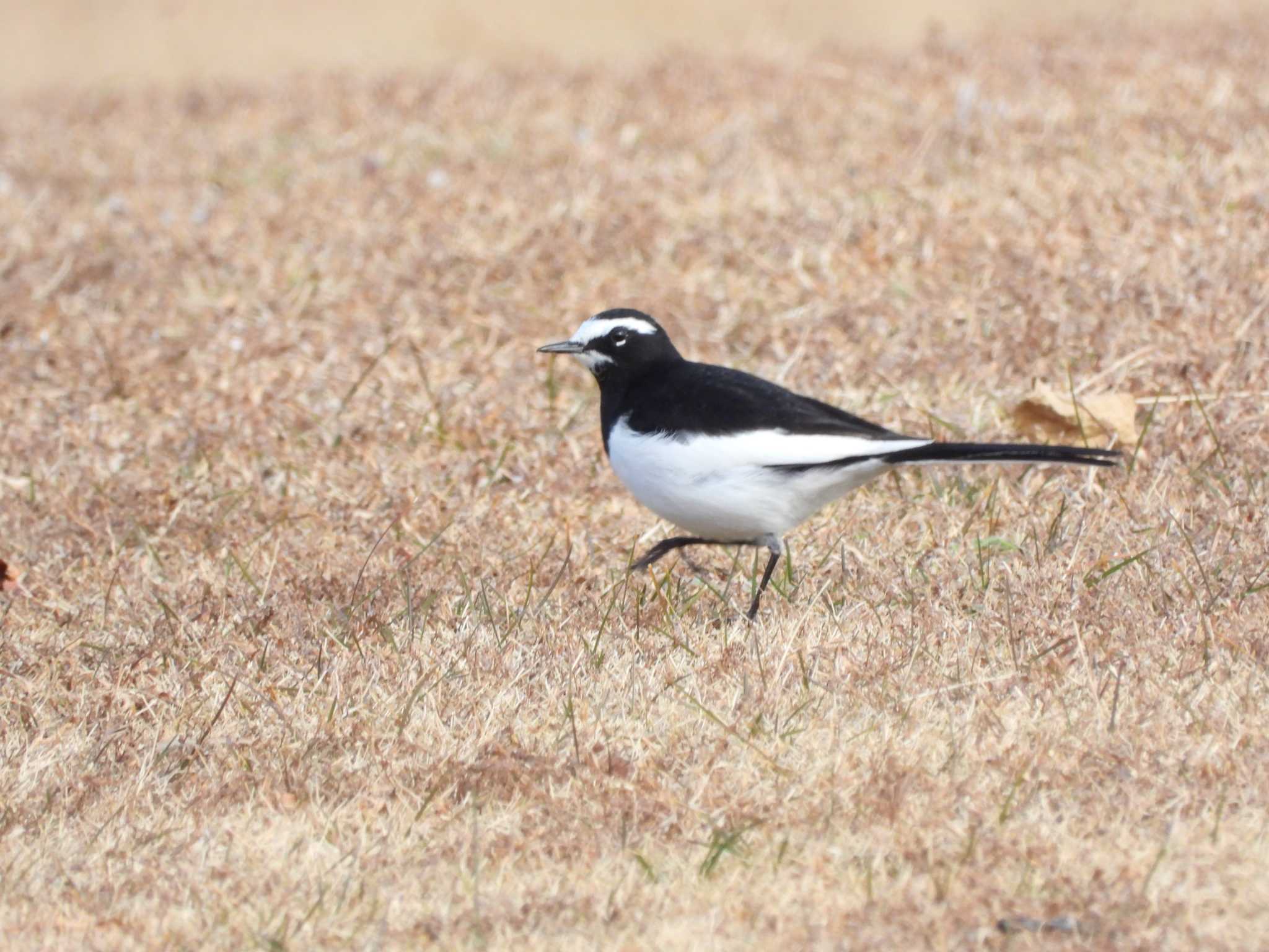 Japanese Wagtail