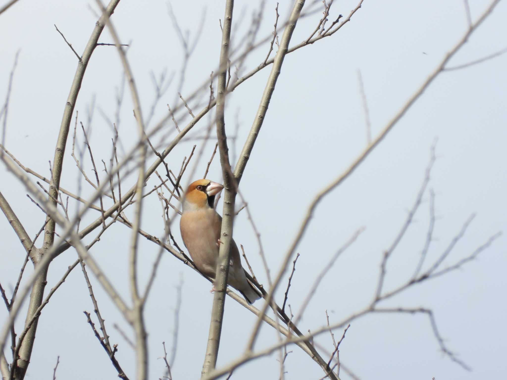 Hawfinch