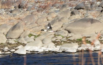 2024年1月7日(日) 中村緑地公園の野鳥観察記録