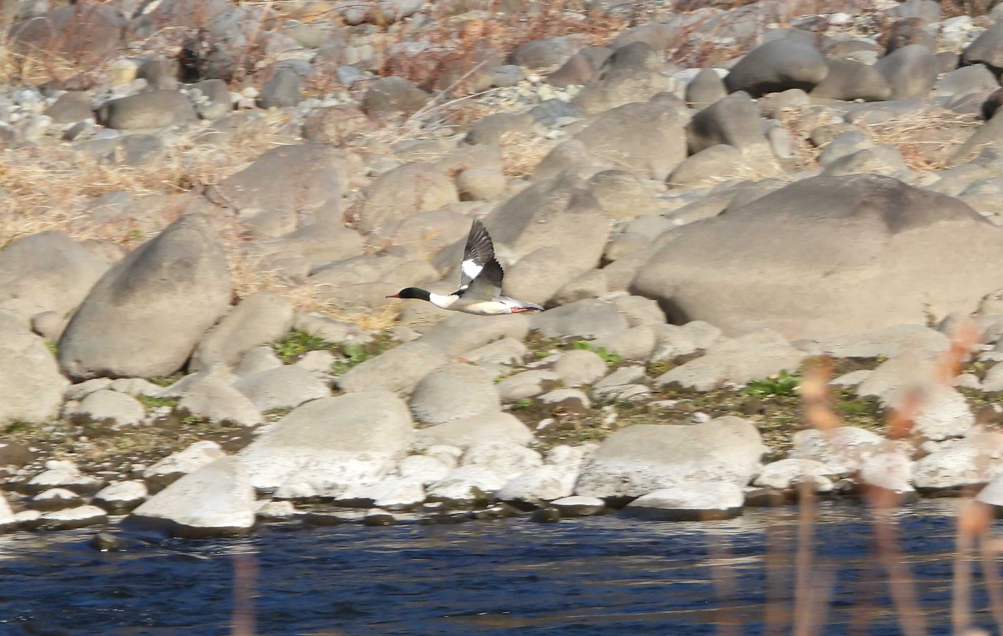 Common Merganser