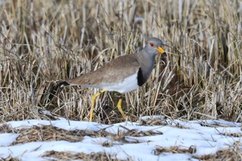 2024年1月8日(月) 湖北水鳥公園の野鳥観察記録