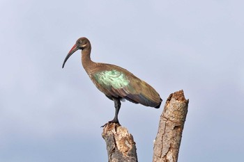 Hadada Ibis