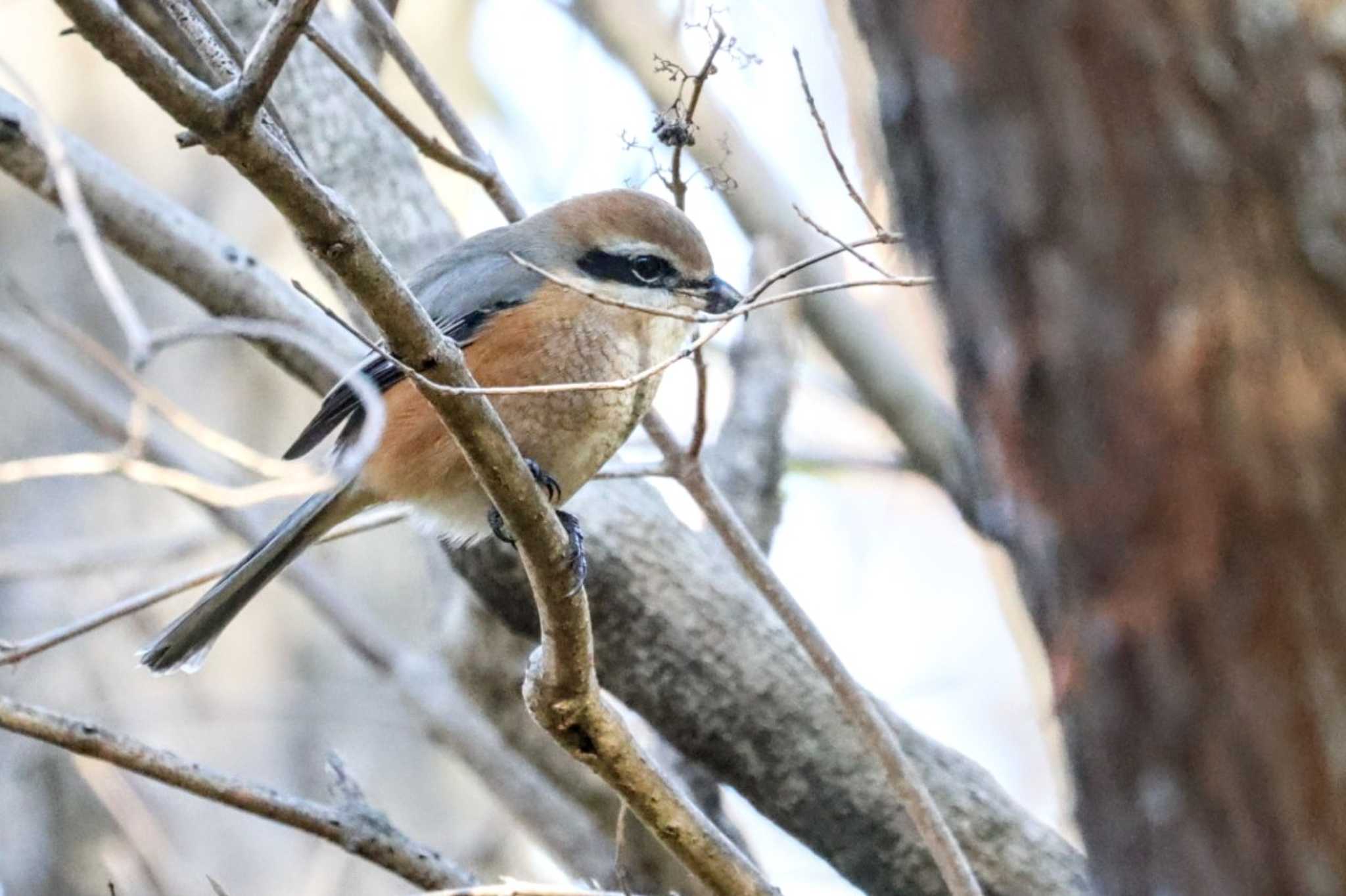 Photo of Bull-headed Shrike at 横浜市児童遊園地 by カルル