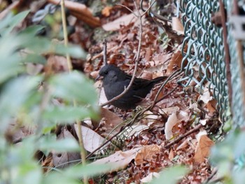 2024年1月9日(火) 箕面山の野鳥観察記録