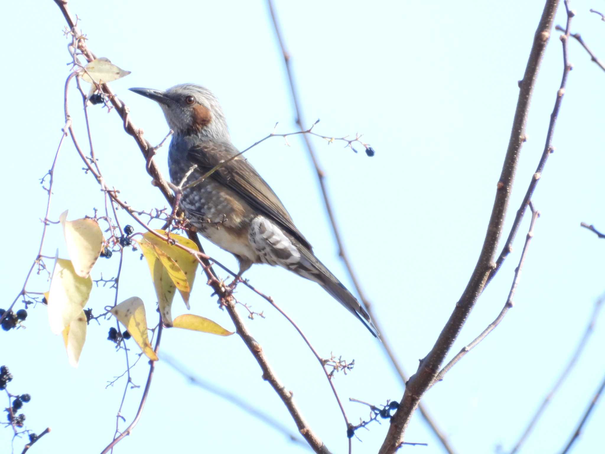 Brown-eared Bulbul