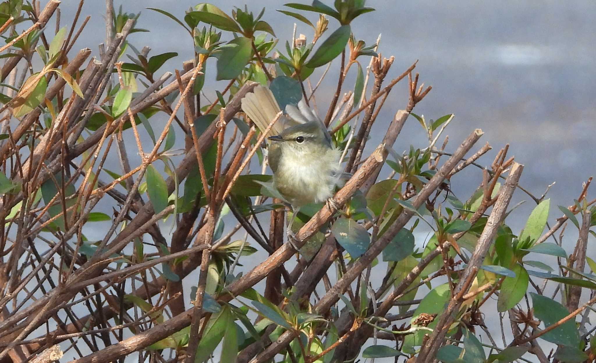 Japanese Leaf Warbler