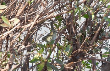 メボソムシクイ 中村緑地公園 2024年1月7日(日)