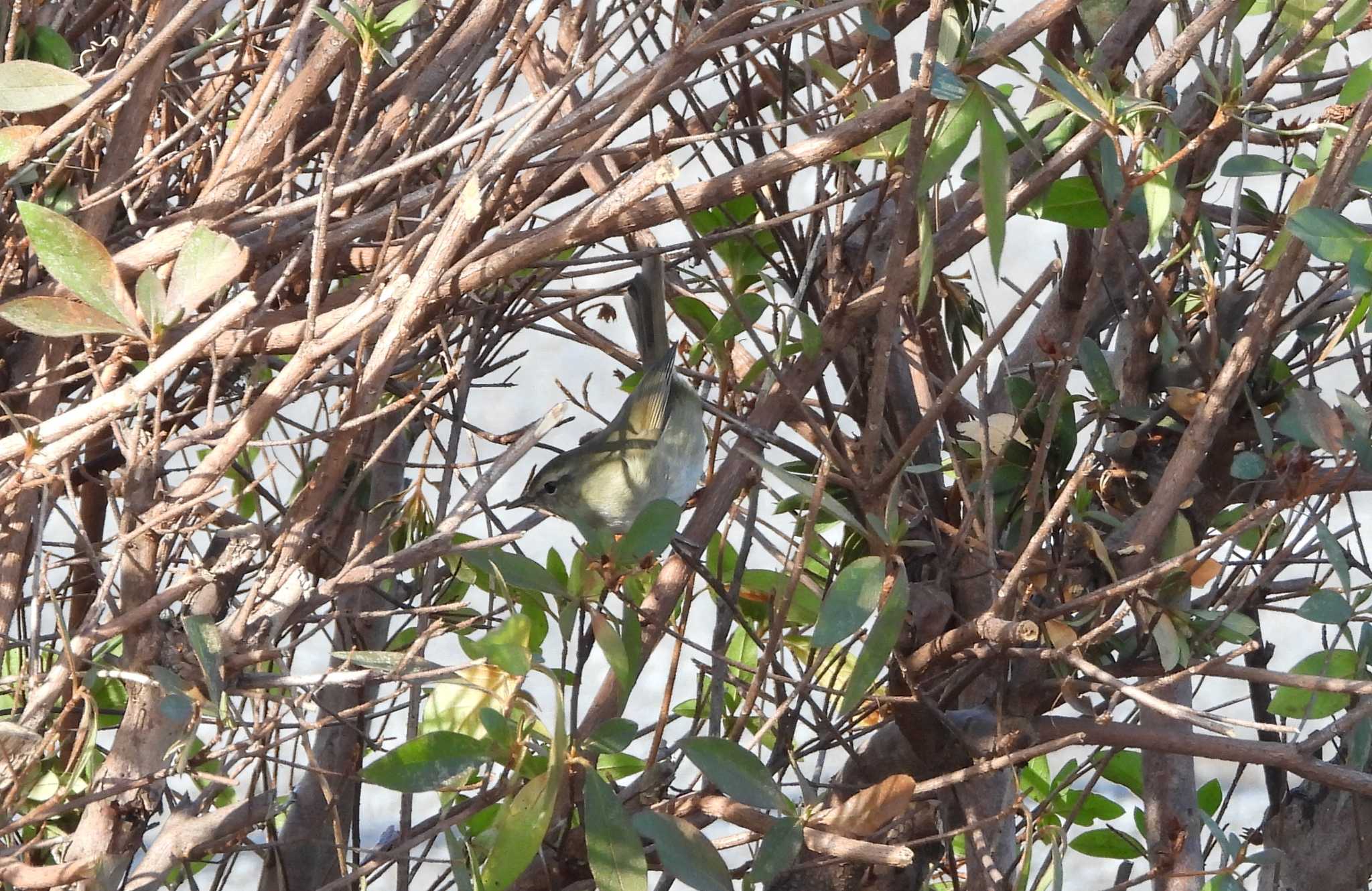 Japanese Leaf Warbler