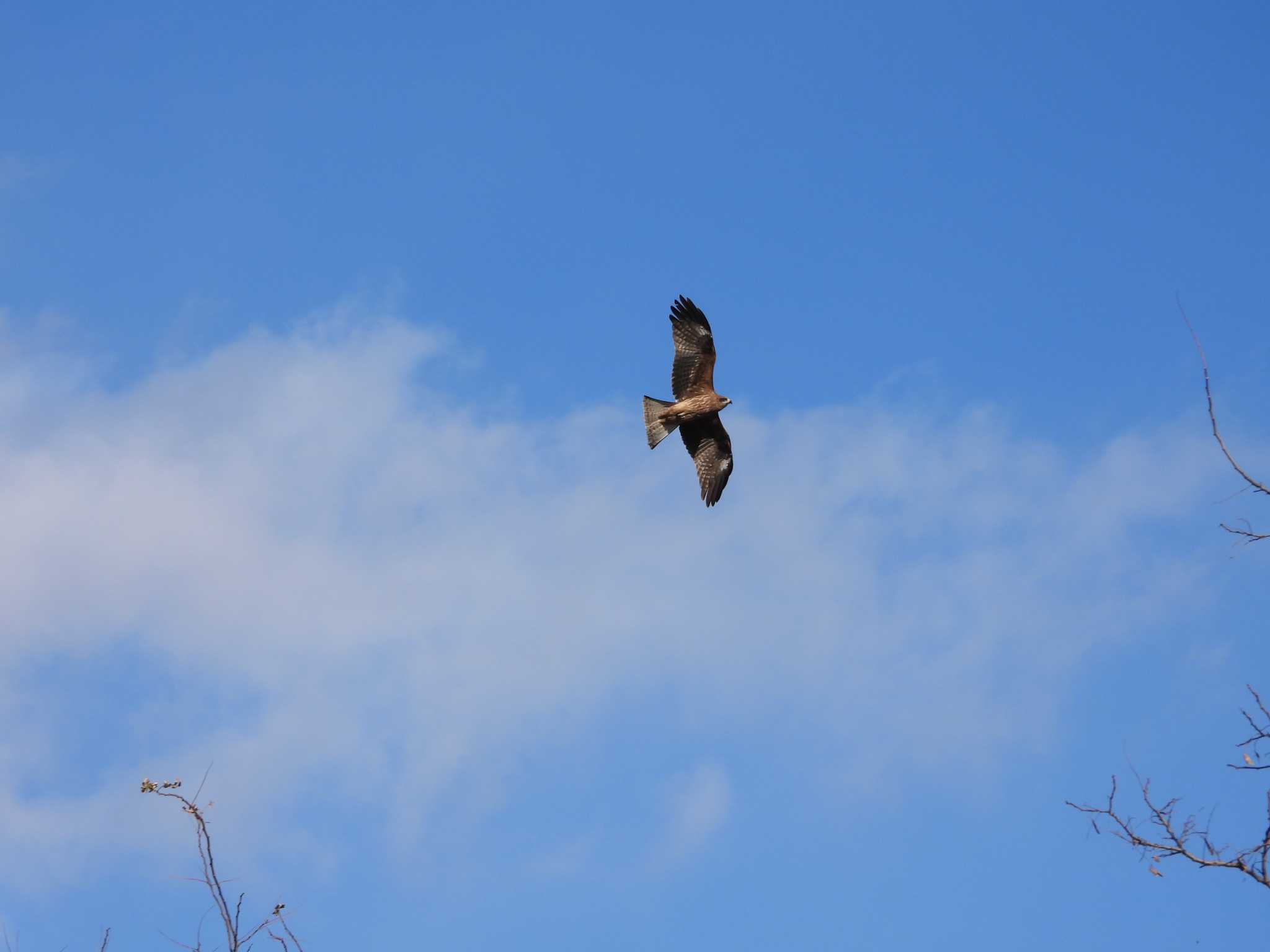 Black Kite