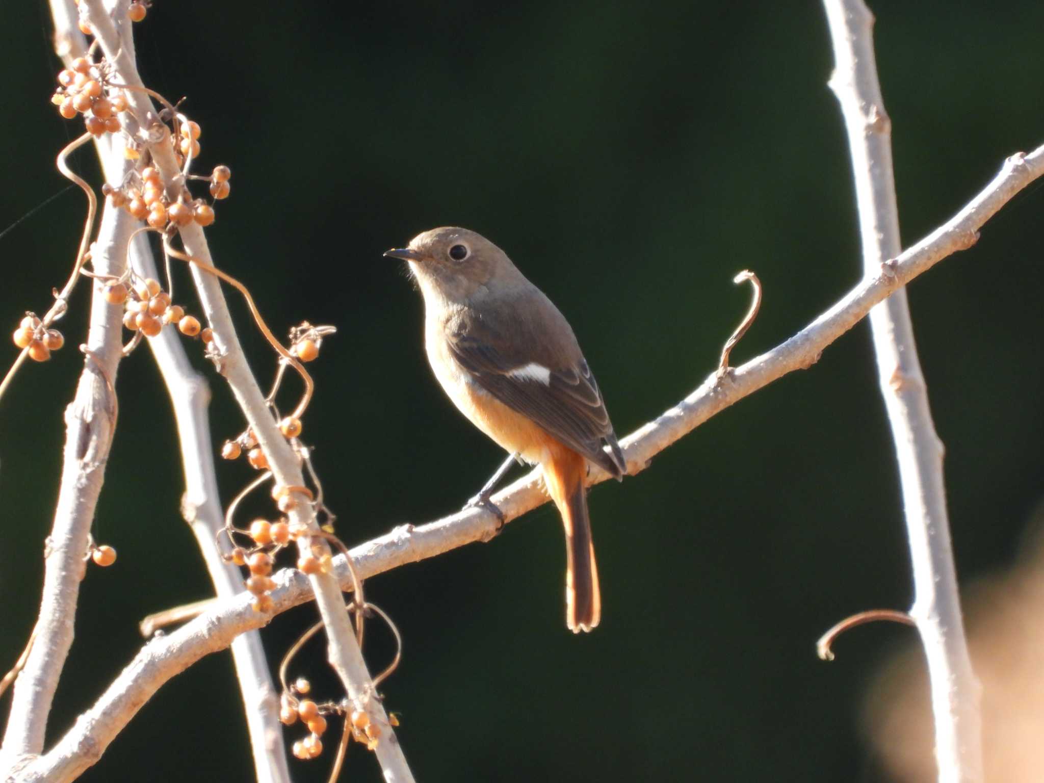 Daurian Redstart