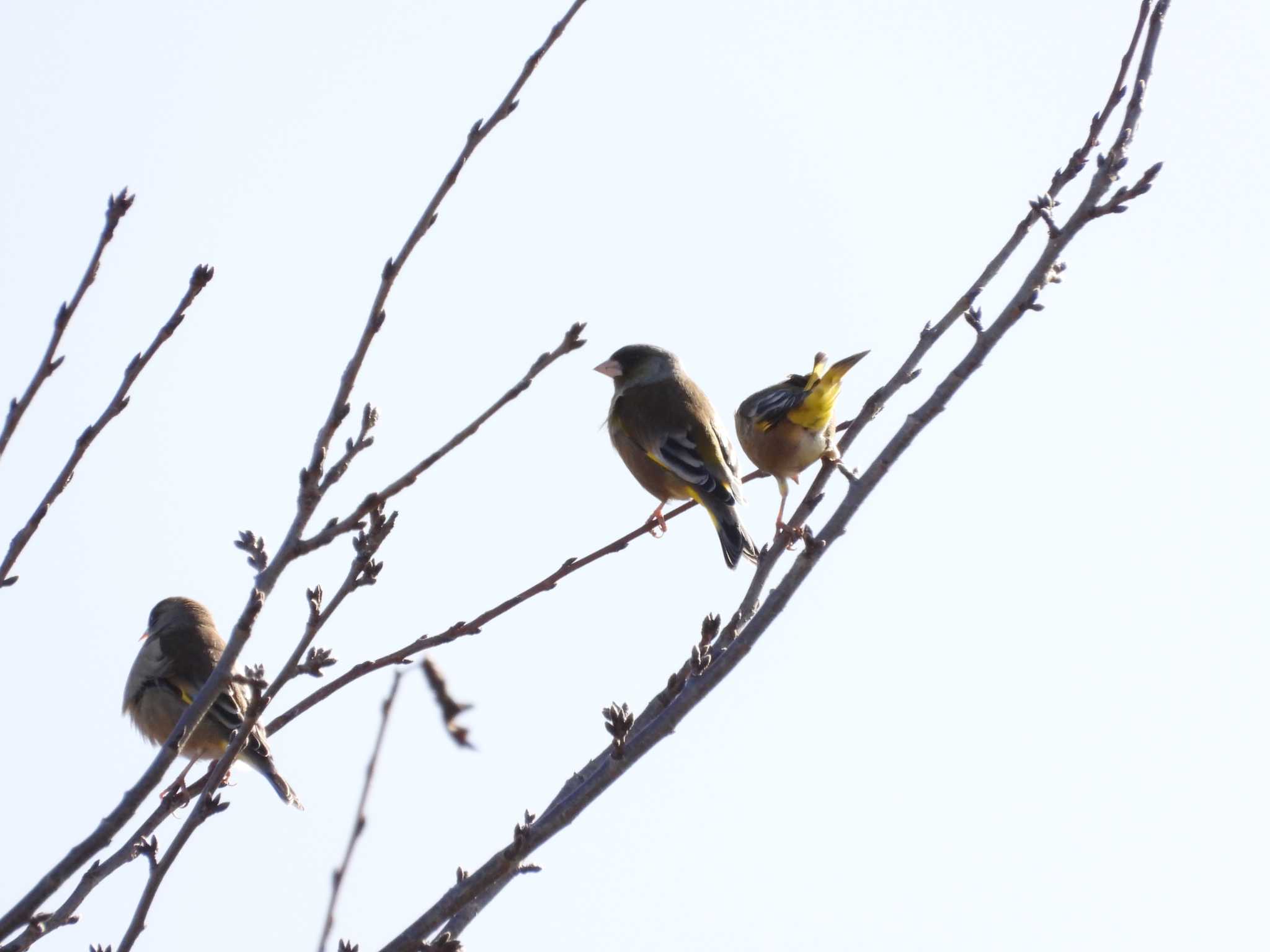 Grey-capped Greenfinch