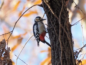 2024年1月8日(月) 水元公園の野鳥観察記録