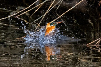 Common Kingfisher 島田川河口(山口県) Tue, 1/9/2024