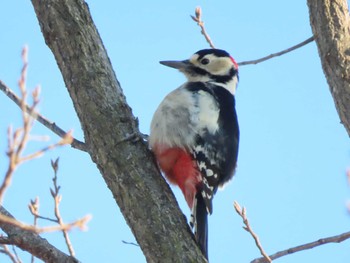 Great Spotted Woodpecker Watarase Yusuichi (Wetland) Fri, 12/29/2023