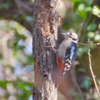 Great Spotted Woodpecker Mizumoto Park Fri, 12/29/2023