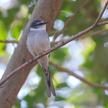 Ryukyu Minivet Mizumoto Park Fri, 12/29/2023