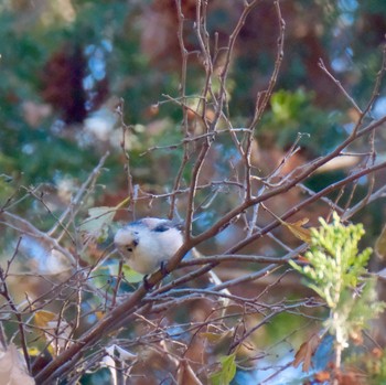 Long-tailed Tit Mizumoto Park Fri, 12/29/2023