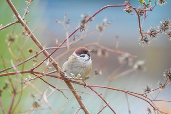 Eurasian Tree Sparrow しながわ区民公園(品川区民公園) Sun, 1/7/2024