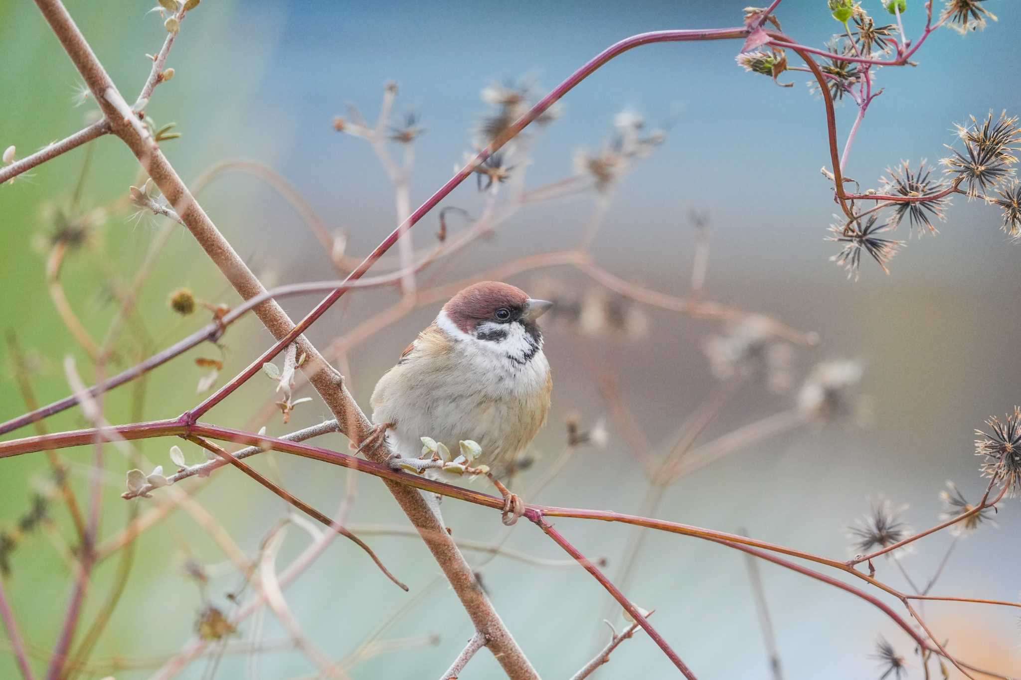 Eurasian Tree Sparrow