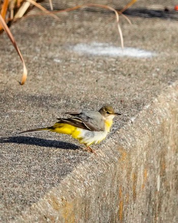 Grey Wagtail Yatsu-higata Sat, 1/6/2024