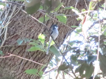 2024年1月9日(火) 水元公園の野鳥観察記録