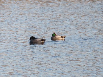 Falcated Duck Mizumoto Park Tue, 1/9/2024