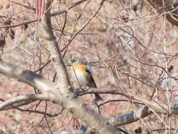 Brambling Mizumoto Park Tue, 1/9/2024