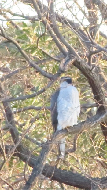 Eurasian Goshawk Mizumoto Park Tue, 1/9/2024