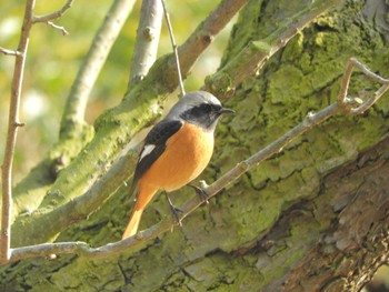 Daurian Redstart 栗林公園 Sun, 12/31/2023