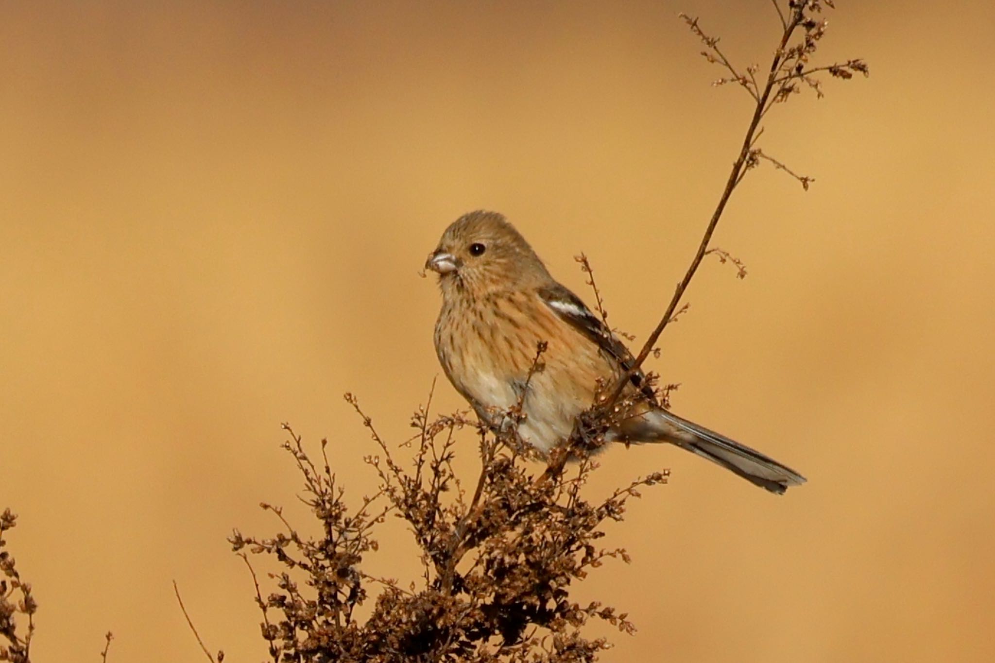 Siberian Long-tailed Rosefinch