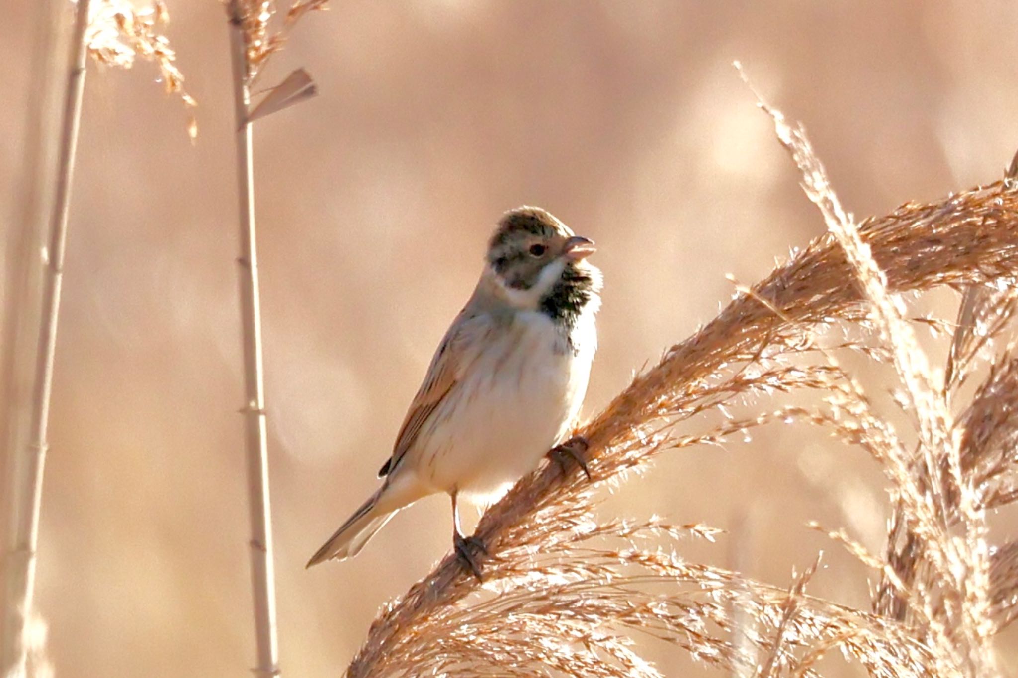 Common Reed Bunting