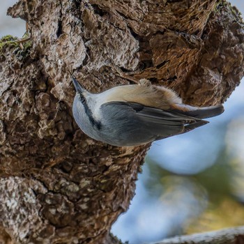 Eurasian Nuthatch 宮城県仙台市 Tue, 1/9/2024