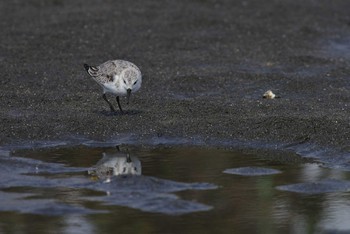 ミユビシギ ふなばし三番瀬海浜公園 2018年10月20日(土)