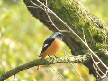 2023年12月31日(日) 栗林公園の野鳥観察記録