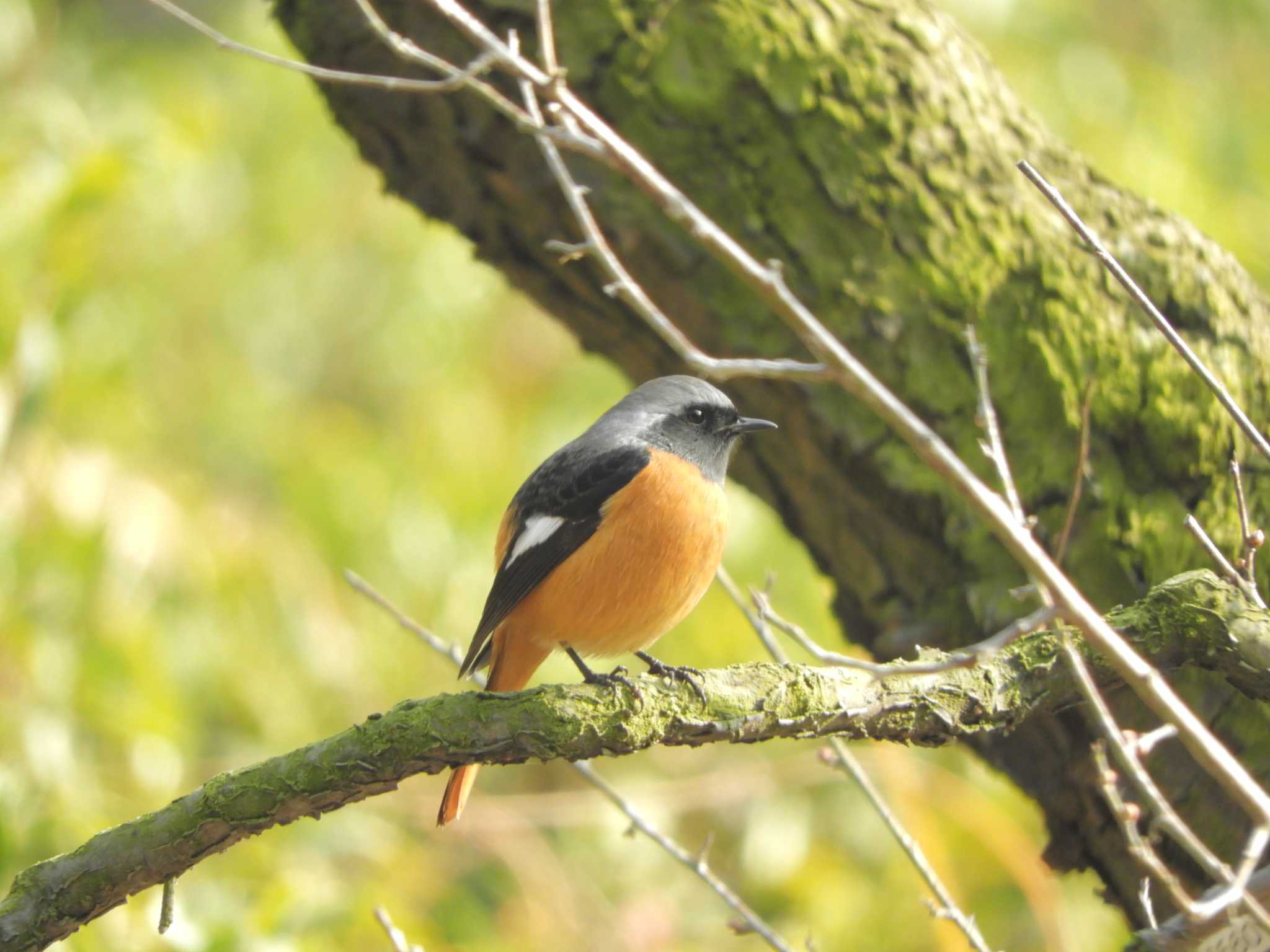 Daurian Redstart