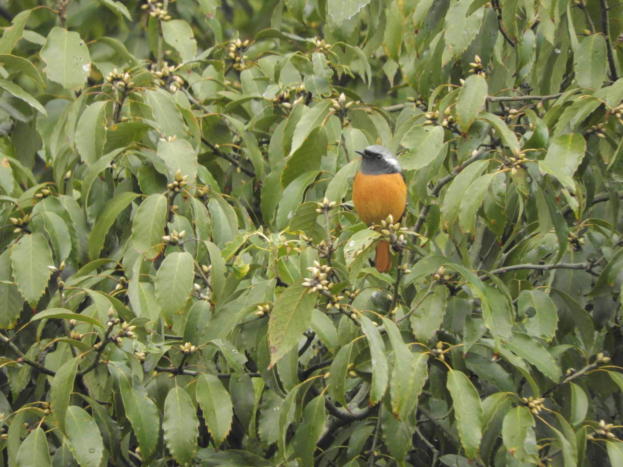 Daurian Redstart