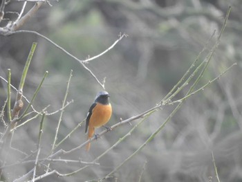 Daurian Redstart 栗林公園 Sun, 12/31/2023