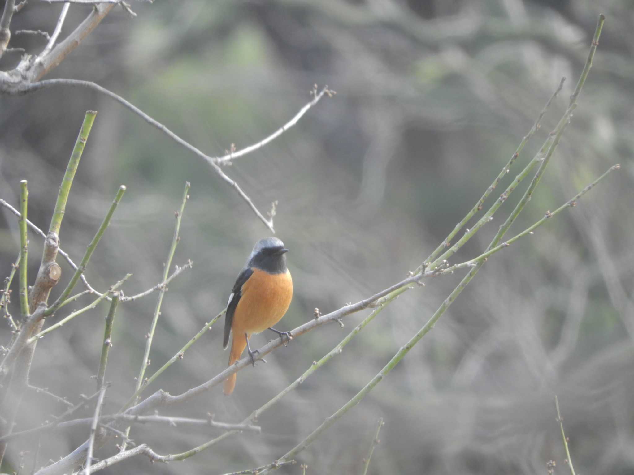 Photo of Daurian Redstart at 栗林公園 by maru