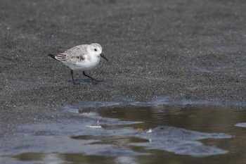 ミユビシギ ふなばし三番瀬海浜公園 2018年10月20日(土)