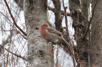 Pallas's Rosefinch 岡谷林道 Wed, 1/3/2024