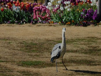 Tue, 1/9/2024 Birding report at Hibiya Park