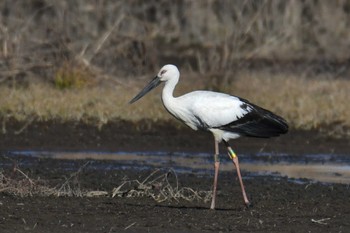 Mon, 1/8/2024 Birding report at Watarase Yusuichi (Wetland)