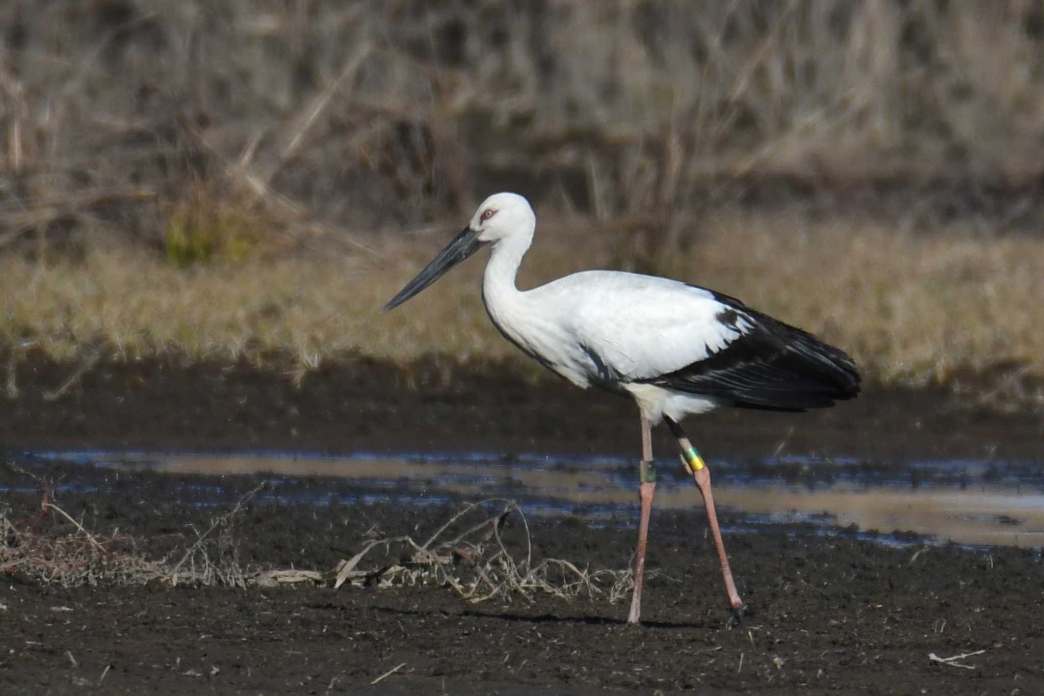 Oriental Stork