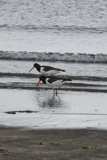 2018年10月20日(土) ふなばし三番瀬海浜公園の野鳥観察記録