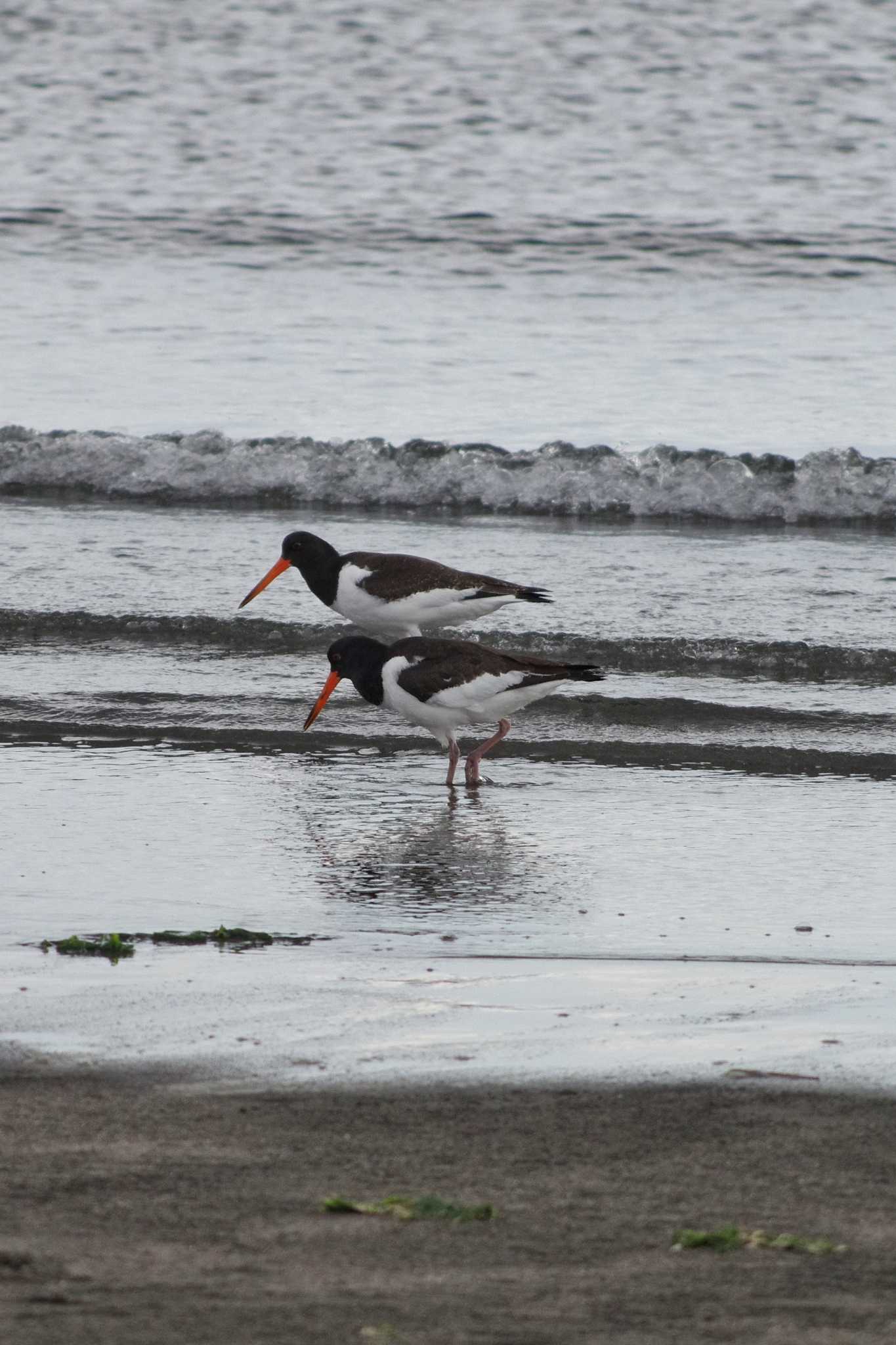 ふなばし三番瀬海浜公園 ミヤコドリの写真 by zingo