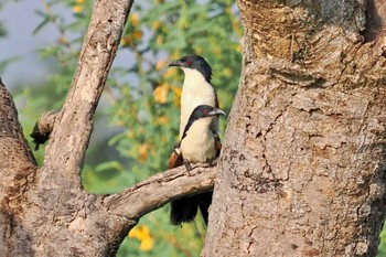 Senegal Coucal