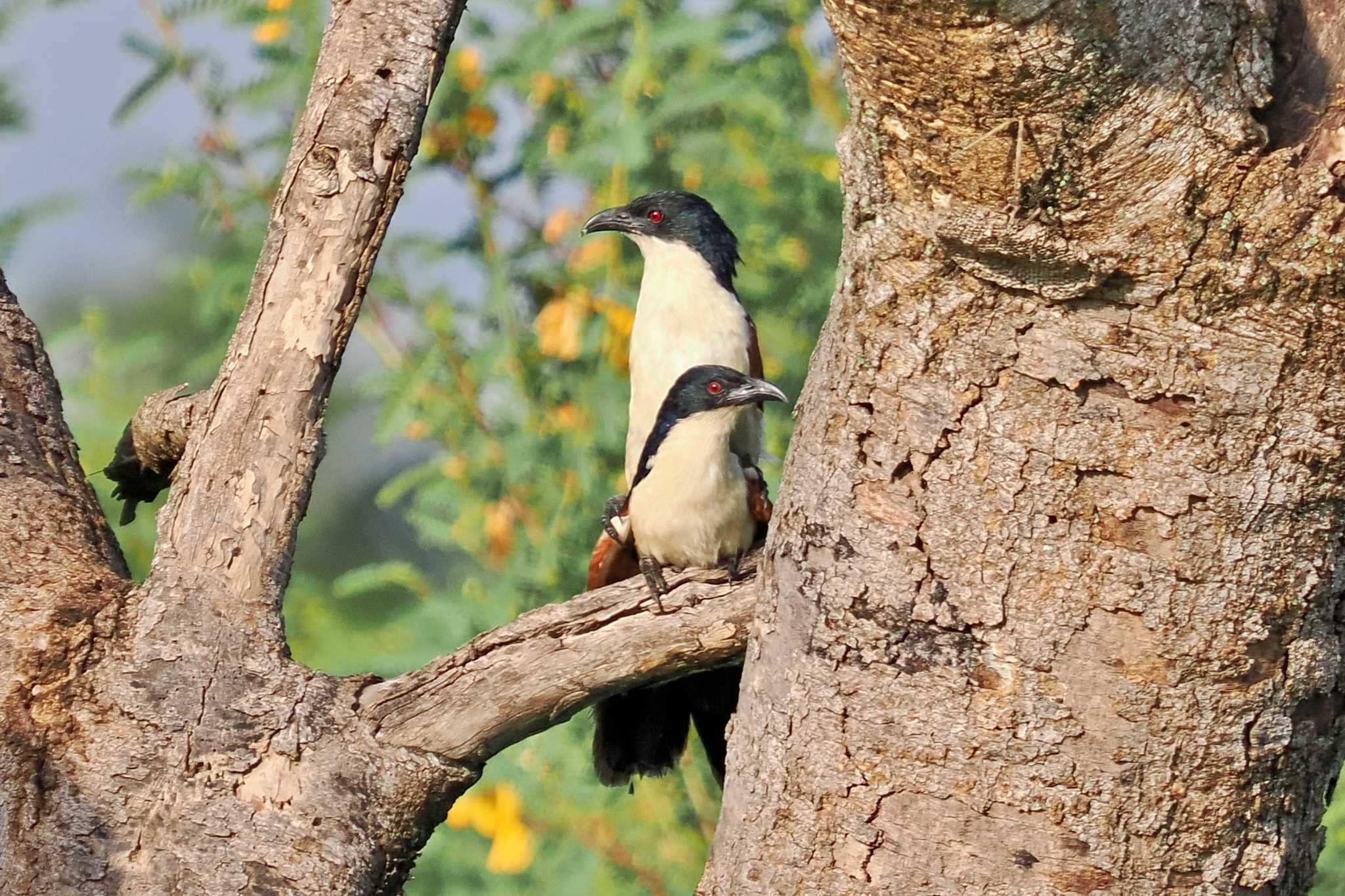 アンボセリ国立公園 セネガルバンケンの写真 by 藤原奏冥