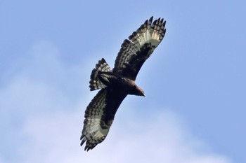 Long-crested Eagle