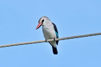 Woodland Kingfisher