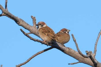 Eurasian Tree Sparrow 金井公園 Tue, 1/9/2024